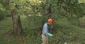 Treating Root Rot in Mature Trees