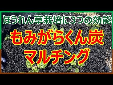 【ほうれん草栽培】もみがらくん炭でマルチングしてみた！#家庭菜園 #冬野菜