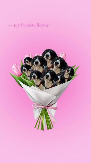 My fav 🌷🎀#dogsoftiktok #fyp #doxie #flowers