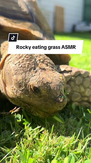 Rocky Eating Grass: Calming ASMR Experience