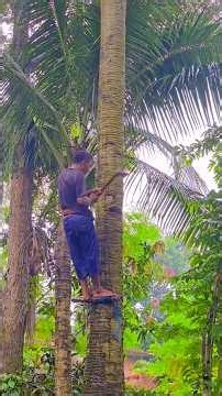 Harvesting the Hidden Heart of a Giant Palm Tree | Traditional Rare Food.