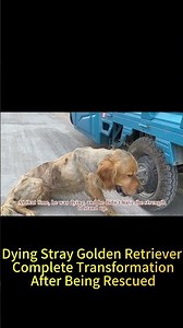 Dying Stray Golden Retriever, Complete Transformation After Being Rescued