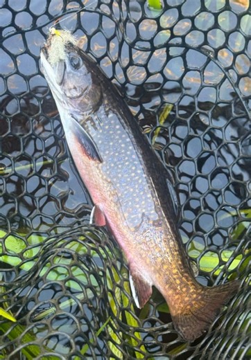Rosenhopper fly is so effective this time of year. #flyfishing #fishing #dryflyfishing #fisherman #fishermen