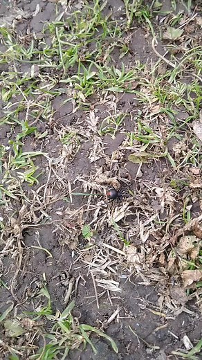 Duck Eating Redback Spider: Nature's Feeding Habits
