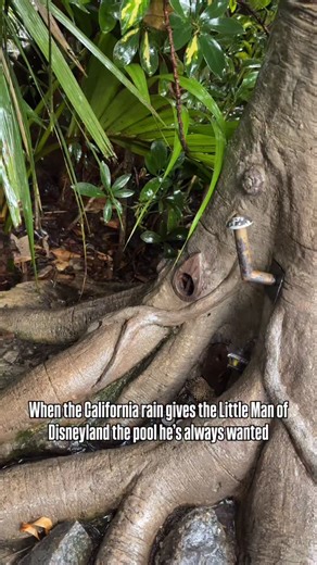 ✨Ashlee | ashlee_ever_after✨ on Instagram: "This is what happens when CA remembers how rain works. I hope the Little Man’s HOA approves of the new change 😂 Have you visited the Little Man of Disneyland before? . . . #disneyland #disneyparks #adventureland #littlemanofdisneyland #rain #californiarain #umbrella #rihanna #jayz"