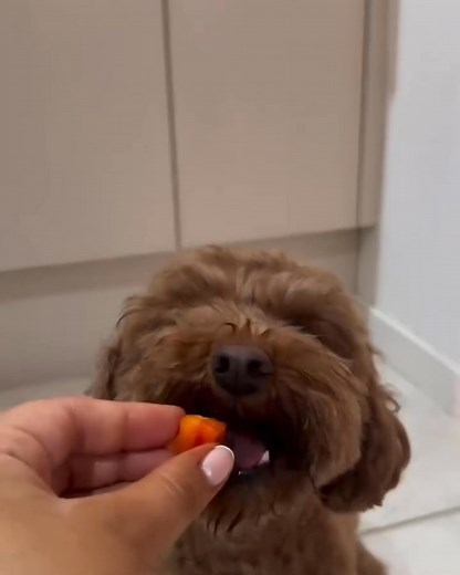 Via @mango.thecavoodle satisfying puppy ASMR 🫶🏽🤣🤍 | Cockapoo Dog