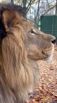 🦁 Лев Берт — король, який поводиться, як лагідний котик | Фельдман Екопарк