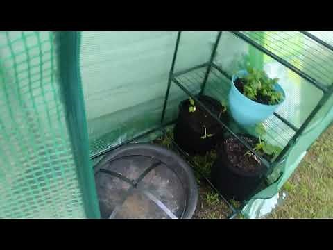 ALDI'S Gardenline Walk-in Greenhouse Review