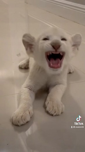 Kimba the white lion💓#fypシ #DADMOVES #PerfectAsWeAre #lion #baby #roar #lionking #kimba #whitelion #for #tiny #cute #animals #animalsdoingthings #fyp