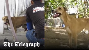 Dog has leg cut off by train in horrific accident – makes an amazing recovery