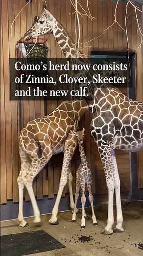 Meet Como Zoo's new baby giraffe