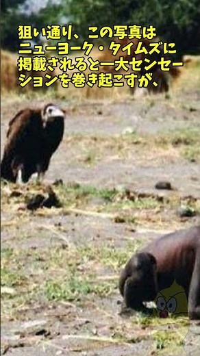 【ゆっくり解説】世界的に有名な写真の裏話⑩「ハゲワシと少女（The vulture and the little girl）」