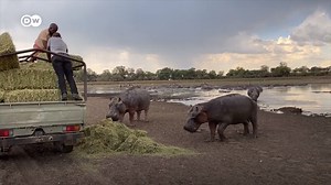 2.7K views · 72 reactions | Botswana's hippos are struggling to survive, but local farmers and conservation group SAVE Wildlife Conservation Fund, are working to address this 鍊 | DW Environment | Facebook