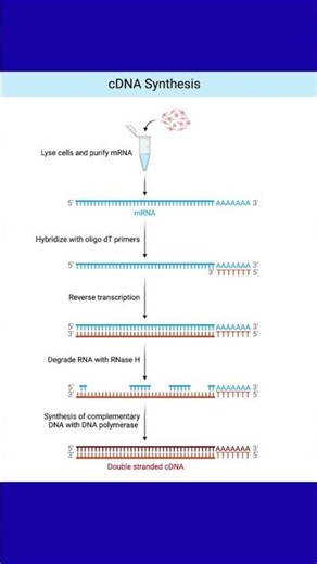 Genomic DNA Vs cDNA #biology #biochemistry #molecularbiology #genetics