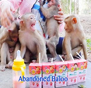 60K views · 719 reactions | So Loudly Cry New Abandoned Baby So Spoiled During KT Preparing Milk For Feeding Him | Monkey Daily TV | Facebook