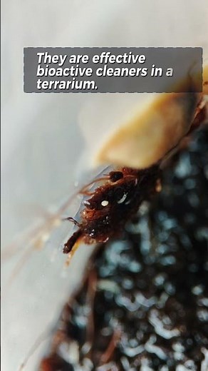 Springtails 101: The Ultimate Guide to Terrarium Clean-up Crews