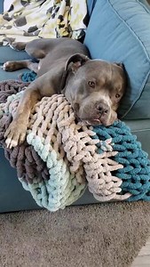 4.2M views · 462K reactions | There's a little bit of 'Bowski in all of us  "EAT" is one of his favorite trigger words and I'm glad I started to record some of these moments since I ask him every day and he never fails to respond the same way 藍❤❤ #myhungryhippo #thebigLebowski #bestboyever #dontbullymybreed | Scarley's World | Facebook