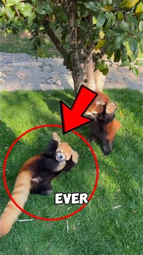 Why Red Pandas Stand Up Before They Attack! 🐼