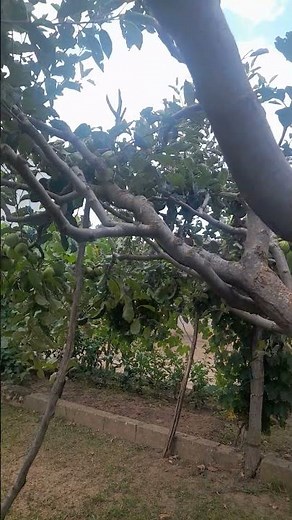 Baby Shakespeare Tree remake (No audio)