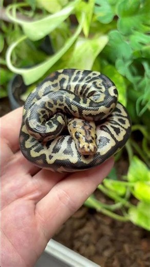 Worlds FIRST - Orbit Spotnose Clown ball python morph