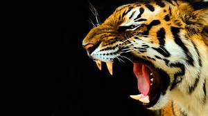 Last Roar of the Tiger