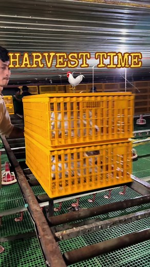 Harvesting Healthy Broiler Chickens - From Farm to Table