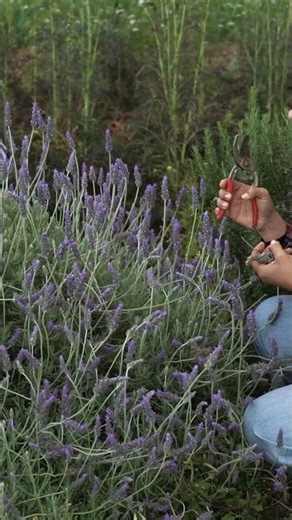 “Lavender Farming: ₹3 Lakh/Acre from Calm & Colour! 💜🌾 #Shorts”** #youtubeshorts #trading