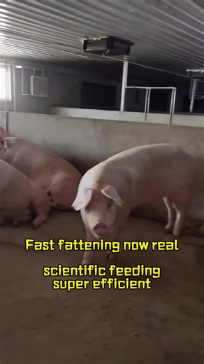 Zambia's pig farming for fattening and weight gain #Zambia raises pigs, cattle and sheep.