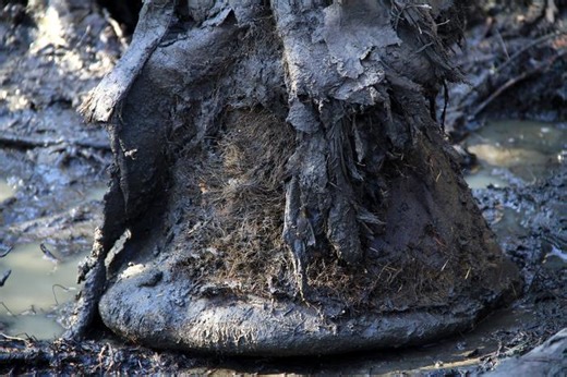 Ancient Microbial Samples Revealed in Mammoth Remains | Genetics And Genomics