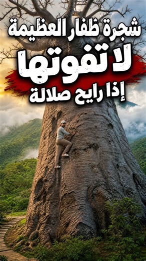 الشجرة العملاقه ظفار