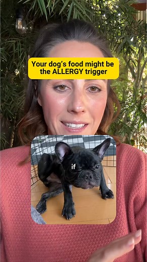 2.3K views | Upgrade Your Dog’s Quality of Life with Miranest Cellular Allergy Repair Jelly Sticks Tired of endless itching, paw licking, and hot spots? The real root cause isn’t just on the surface — it’s a weakened skin barrier. MIRANEST Jelly Sticks repair skin cells at the cellular level, restoring balance and calming allergies naturally. 93% of dogs saw visible results in 30 days. | Miranest Global | Facebook