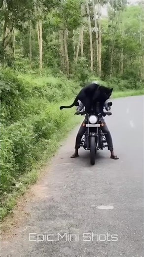 Black Panther Jumps On His Motorcycle Tank 😱