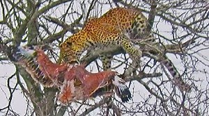 Leopard Risks it All at Extreme Height to Raid Eagles Nest