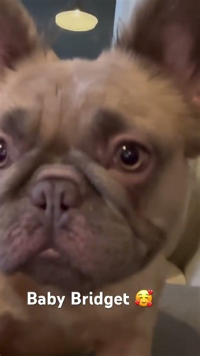 #BabyBridget #furbabies #Cutebutpsycho