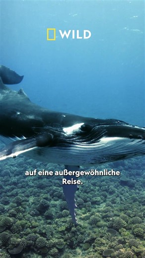 Die Woche der Meere auf National Geographic WILD