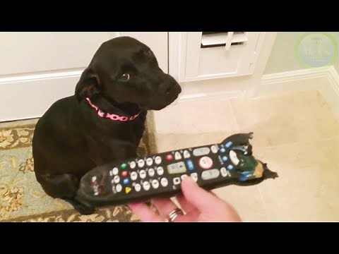 Funny GUILTY DOGS Compilation (Pets & Animals Caught)