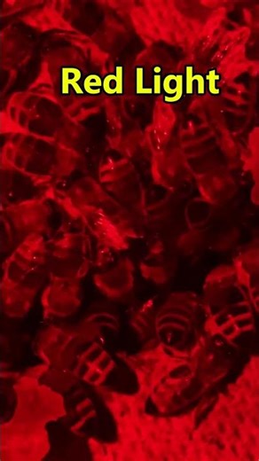 Bees in Red Light | Winter Observation #lifeofbees #beekeeping #honeybees #beehive #winterbees