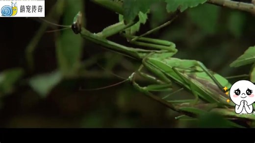 动物界里，最刺激的动物交配方式，为了繁衍后代,他们各显神通！不惜一切代价