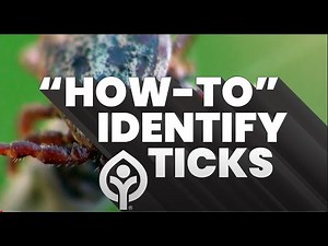 How-To Identify Ticks