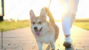 Active Welsh Corgi dog walks on a leash next to its owner on a summer day at sunset, close-up. Woman and pet walking, enjoying weekend on summer evening.