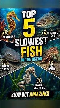 Top 5 Slowest Fish in the Ocean