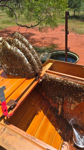Teralba Park Honey | Beekeeping & Education on Instagram: "My mum, who has never worked a hive of bees, caught a swarm from one of my bee hives and put them into a huge TV cabinet as I couldn't get up to tend to them over Christmas In just 4 weeks they had built all this free comb, we spotted eggs, larvae, beautifully capped brood and the queen! It took us 1.5 hours of carefully cutting, positioning and rubber banding the free comb into some old frames! A process I had seen online many times but