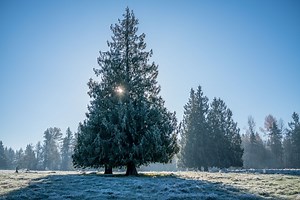 DPReview Gear of the Year part 5: Barney's choice - Sony RX1R II