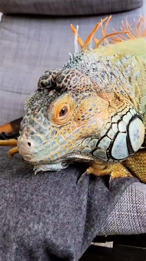 Blue the Green Iguana (@bluethegreeniguana)’s videos with original sound - Blue the Green Iguana