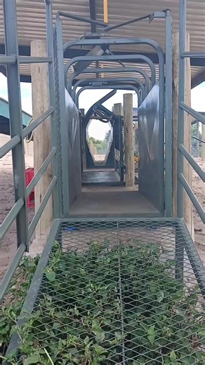 Walk in Spray Day for Healthier Animals