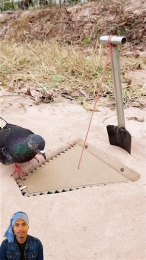 Quick & Unique DIY Pigeon Trap 🕊️ Using Mini Shovel & Cardboard 😱 | Smart Bushcraft Hack
