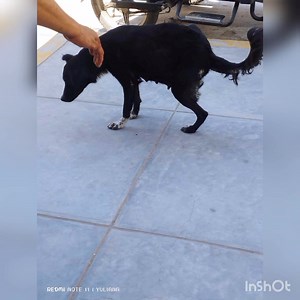 24K views · 623 reactions | PERRITA CON SUS CACHORRITOS EN SITUACIÓN...