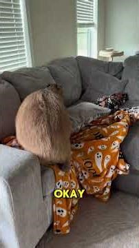 They’re Our Capybaras, Not Some Randos