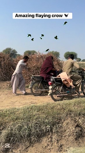 Amazing flaying crow hunting #amazing #flaying #hunting #fbreelsvideo | Former Hunter