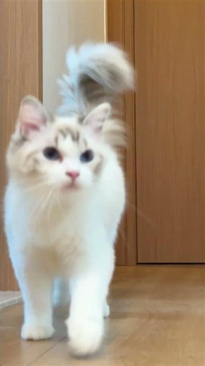Day 150 of Cat Walking #calicocat #ragdollcat